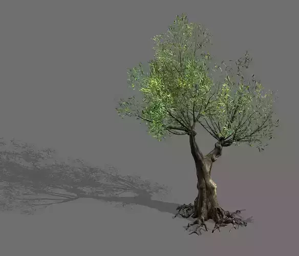 Salix-desert plant 15