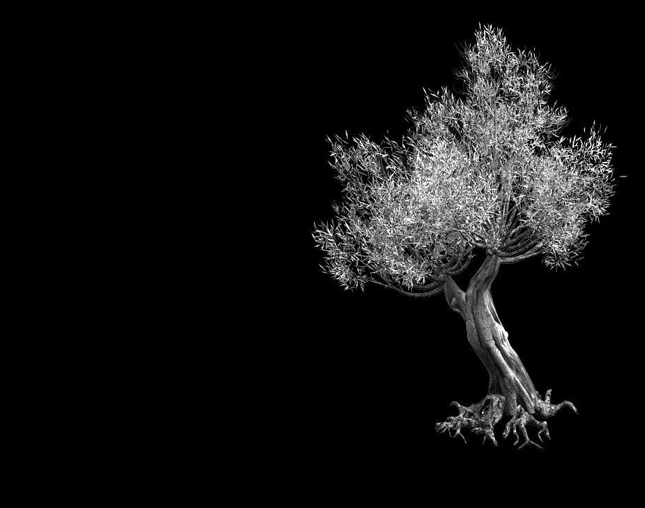 Salix-desert plant 16 3D model_2