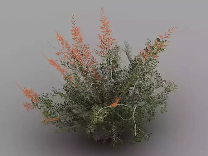 Tamarisk-plant-fern 12