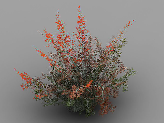 Tamarisk-plant-fern 16 3D model