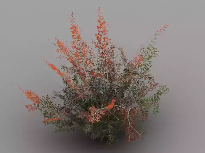 Tamarisk-plant-fern 16 3D model