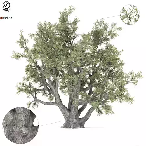 old olive tree 3D model
