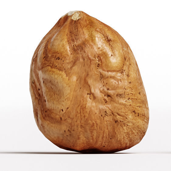 Hazelnut 3D model_4