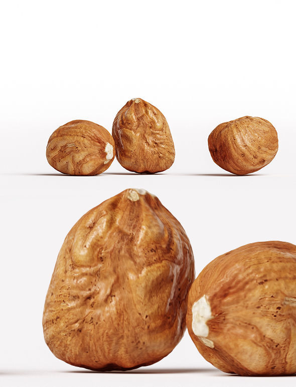 Hazelnut 3D model_12