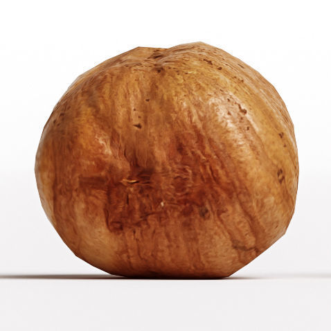 Hazelnut 3D model_7
