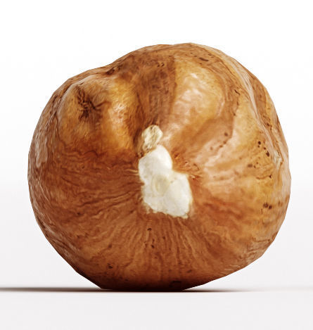 Hazelnut 3D model_6