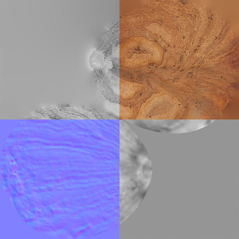 Hazelnut 3D model_11