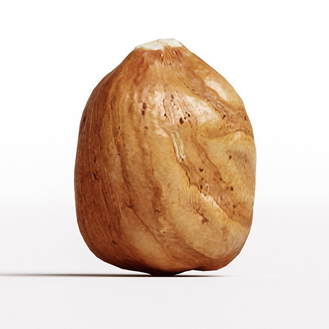 Hazelnut 3D model_8