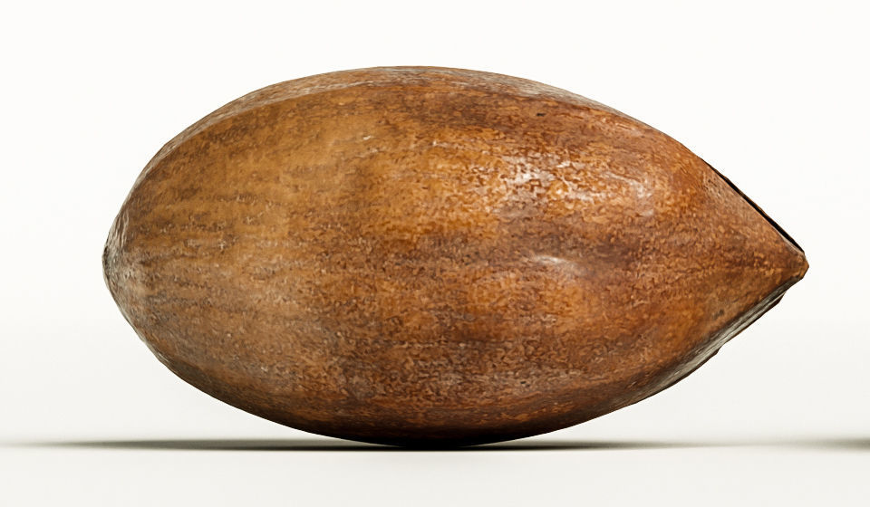 Pecan 3D model_4