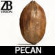Pecan 3D model_13