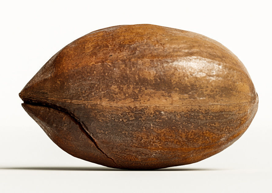 Pecan 3D model_8