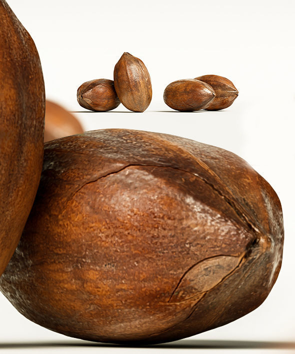Pecan 3D model_12