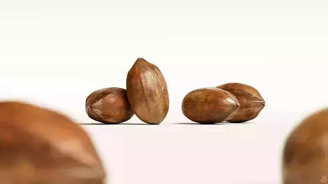 Pecan 3D model
