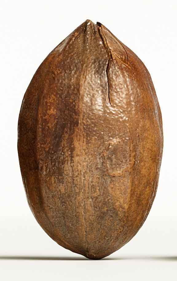 Pecan 3D model_6