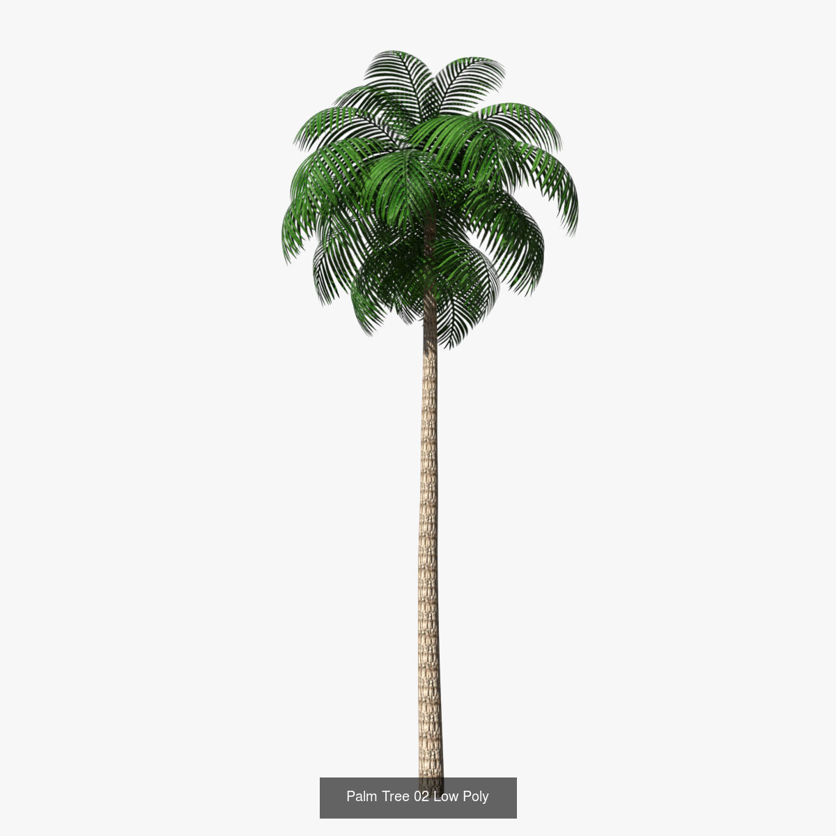 Palm Trees Low Poly 3D Model Collection_2