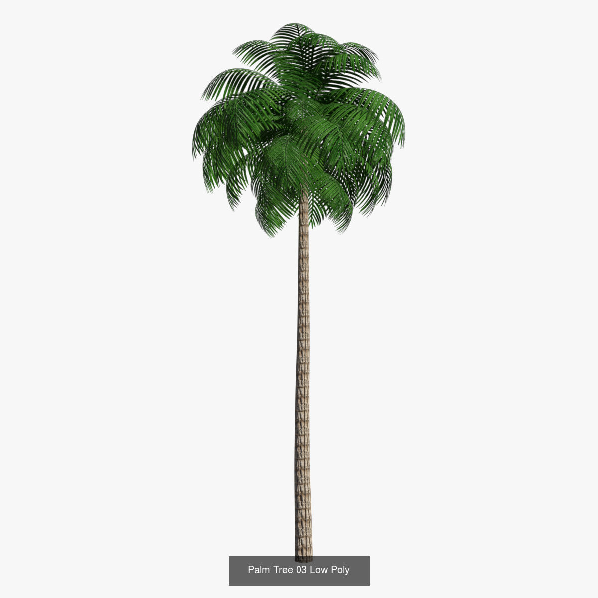 Palm Trees Low Poly 3D Model Collection_3