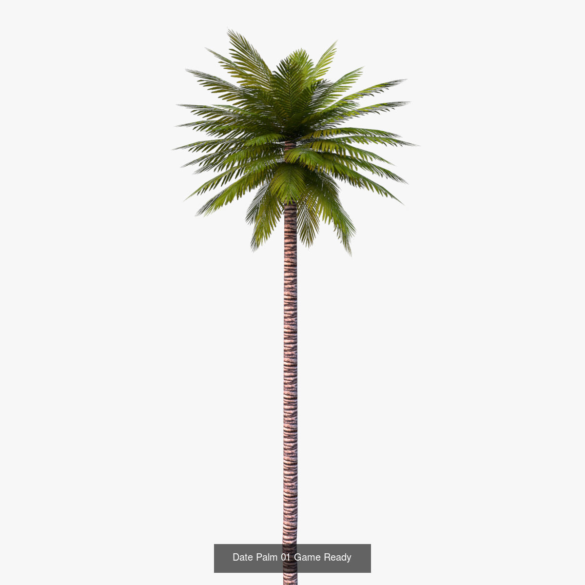 Palm Trees Low Poly 3D Model Collection_4