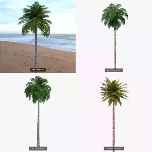 Palm Trees Low Poly 3D Model Collection