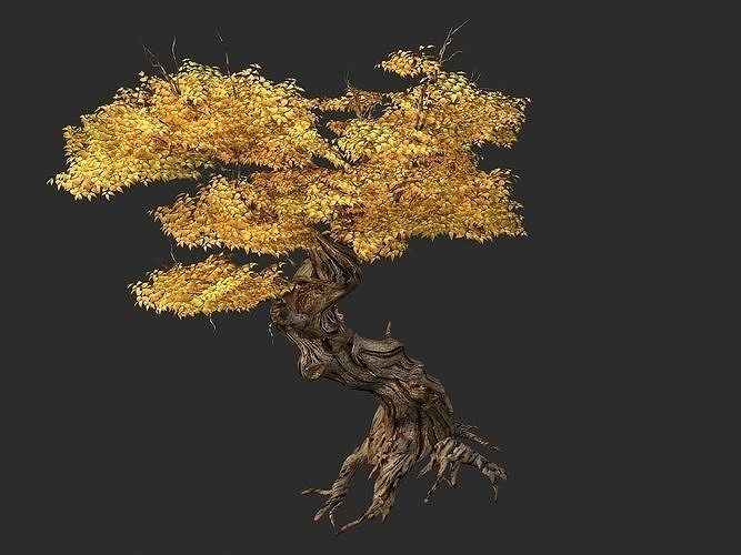 Populus euphratica-poplar-special tree 14 3D model