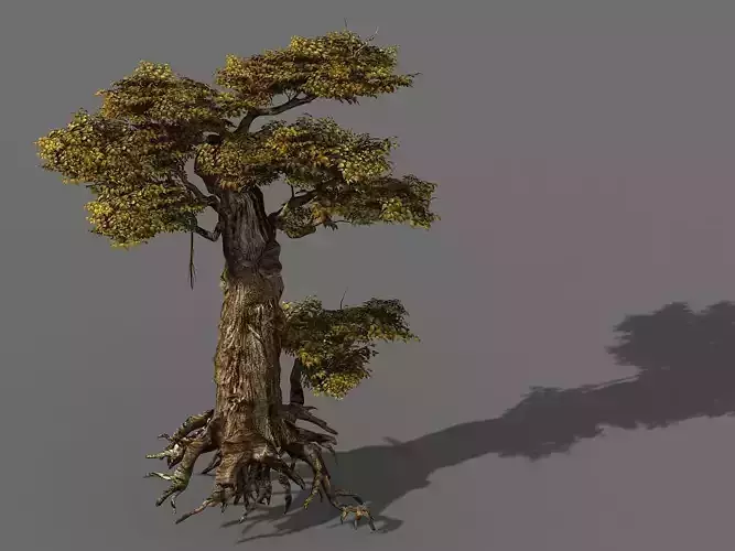 Populus euphratica-poplar-special tree 15