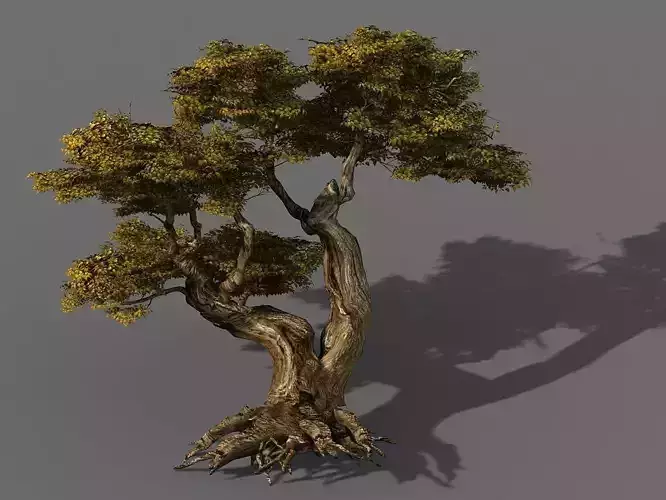 Populus euphratica-poplar-special tree 16