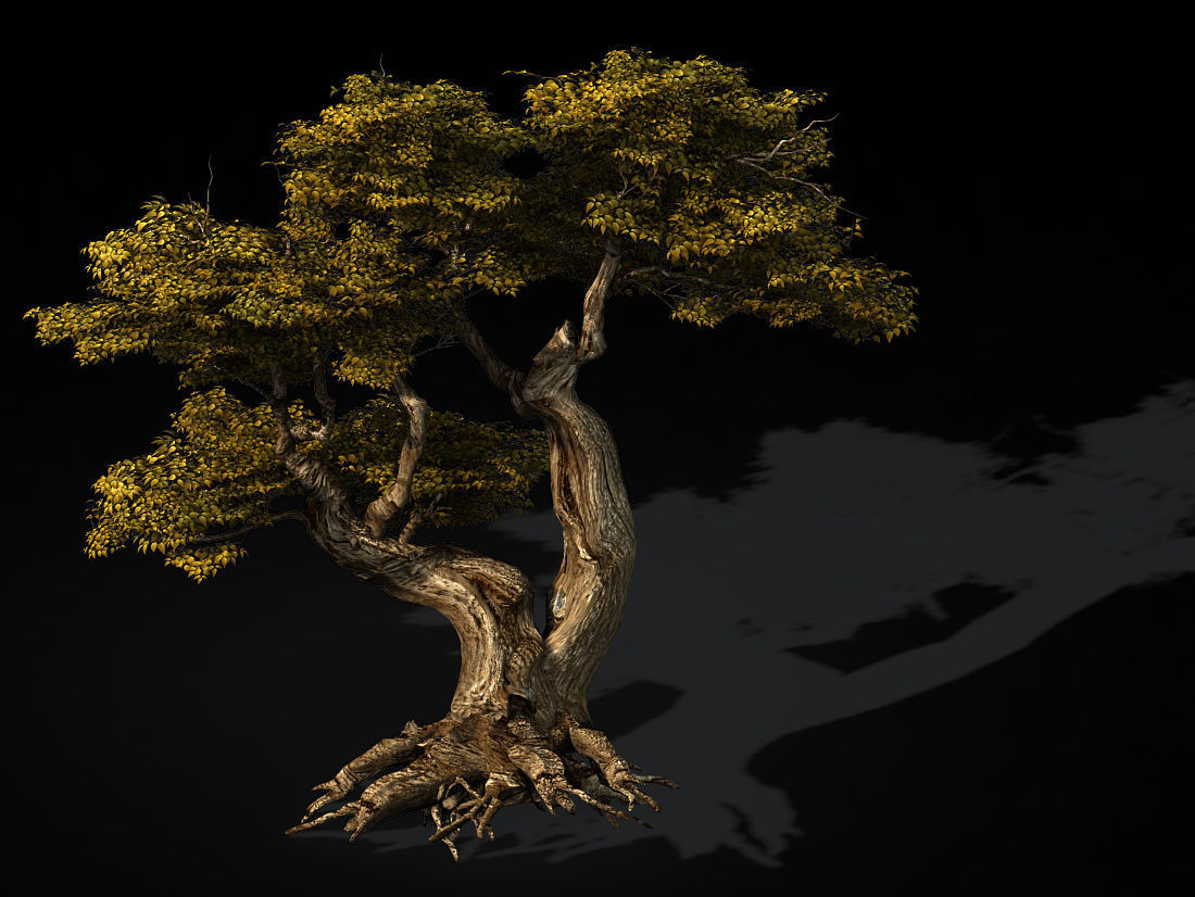 Populus euphratica-poplar-special tree 17 3D model_1