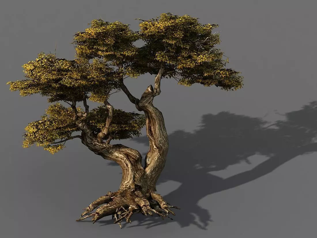 Populus euphratica-poplar-special tree 17 3D model_0