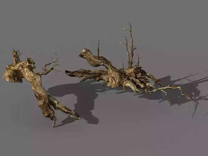 Populus euphratica-poplar-special tree 18