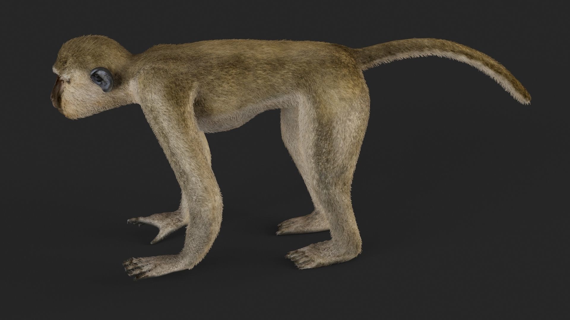 Chlorocebus monkey 3D model_5