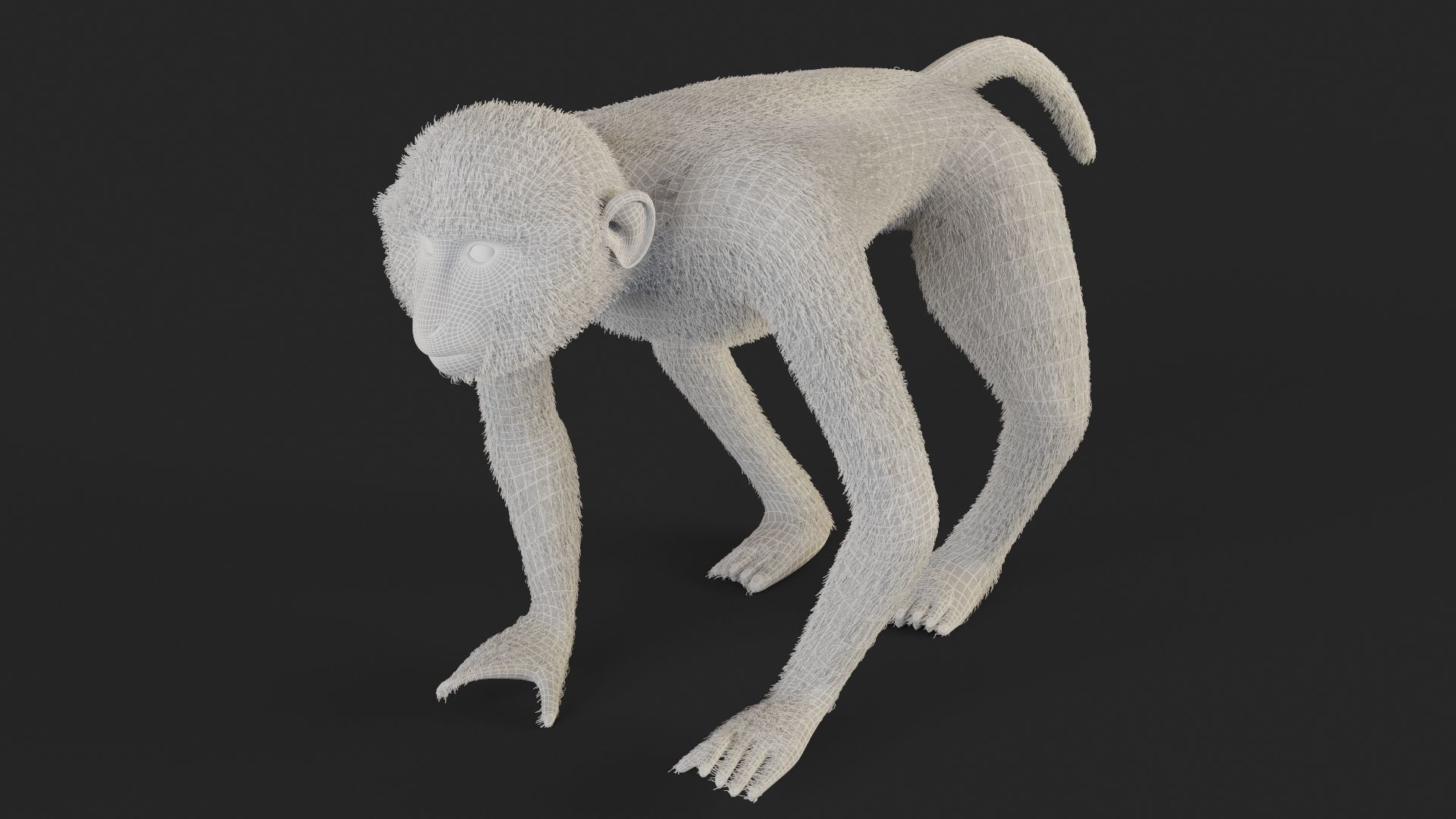 Chlorocebus monkey 3D model_10