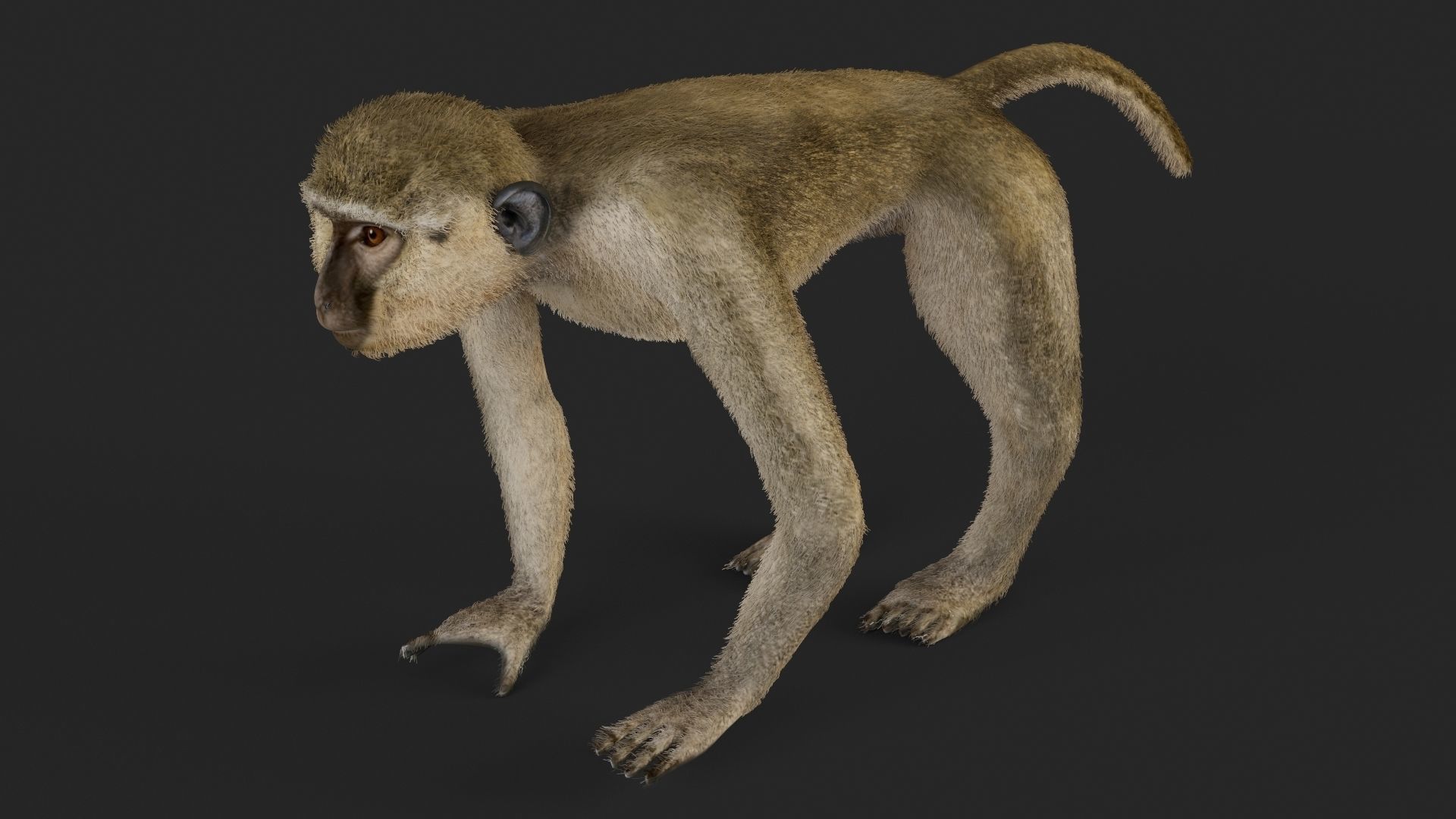 Chlorocebus monkey 3D model_4