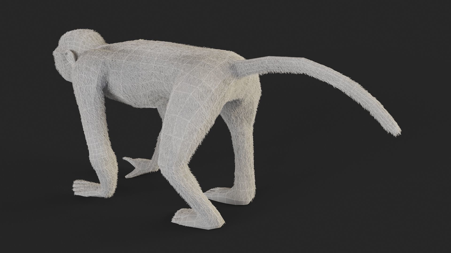 Chlorocebus monkey 3D model_8