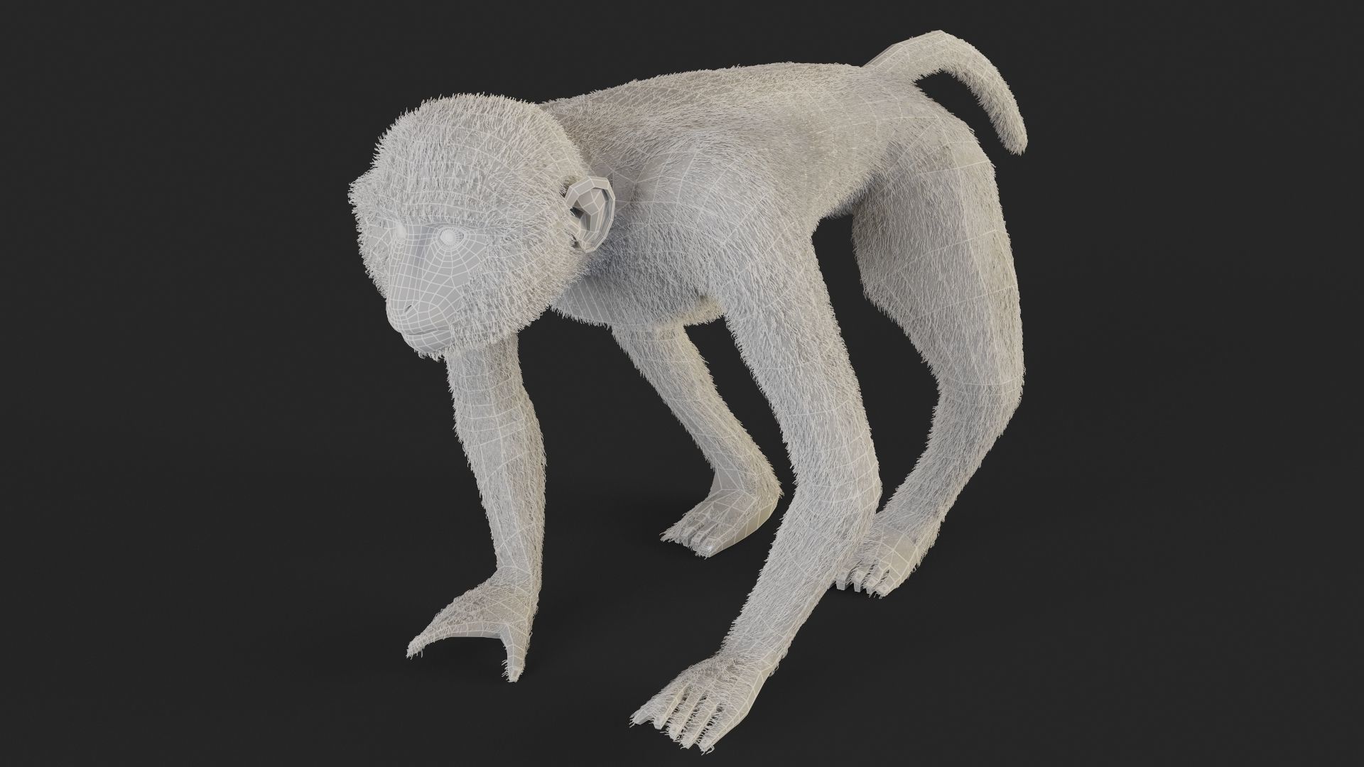 Chlorocebus monkey 3D model_9