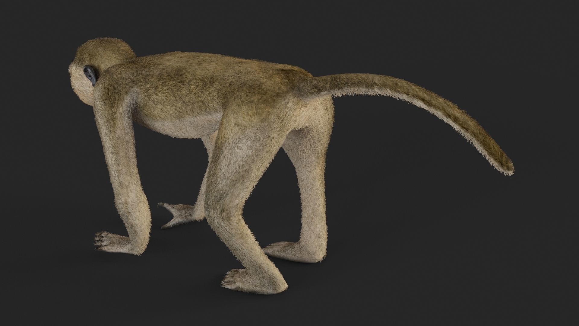 Chlorocebus monkey 3D model_6