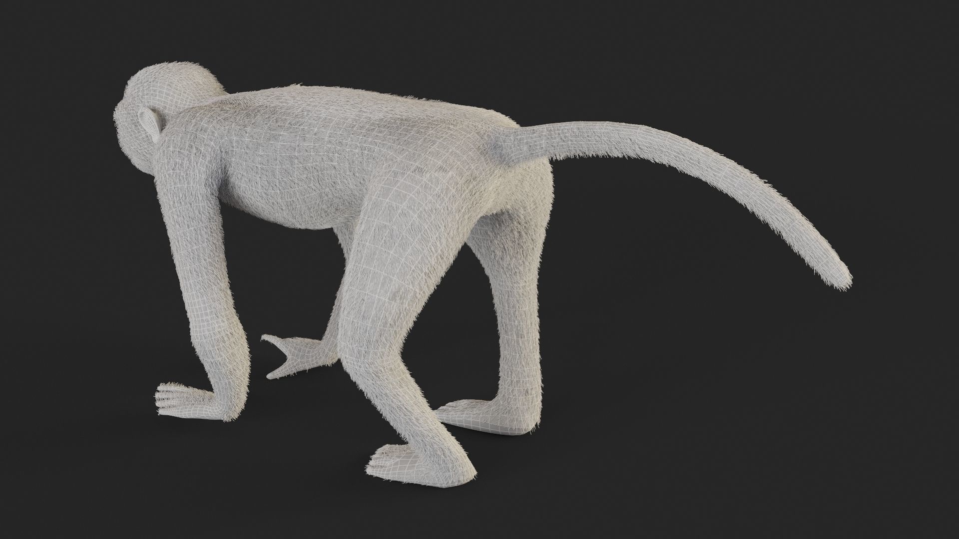 Chlorocebus monkey 3D model_7