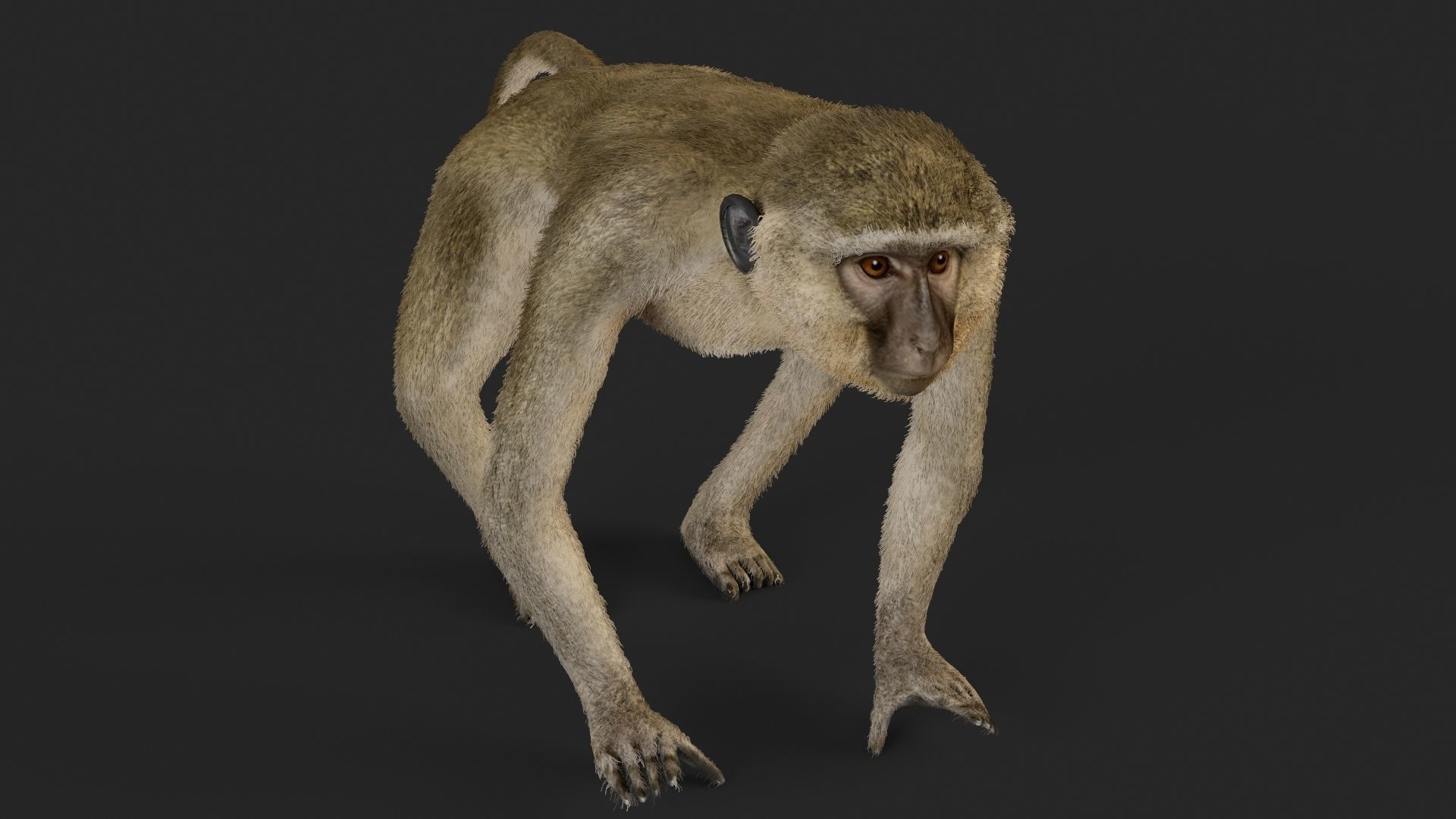 Chlorocebus monkey 3D model_1