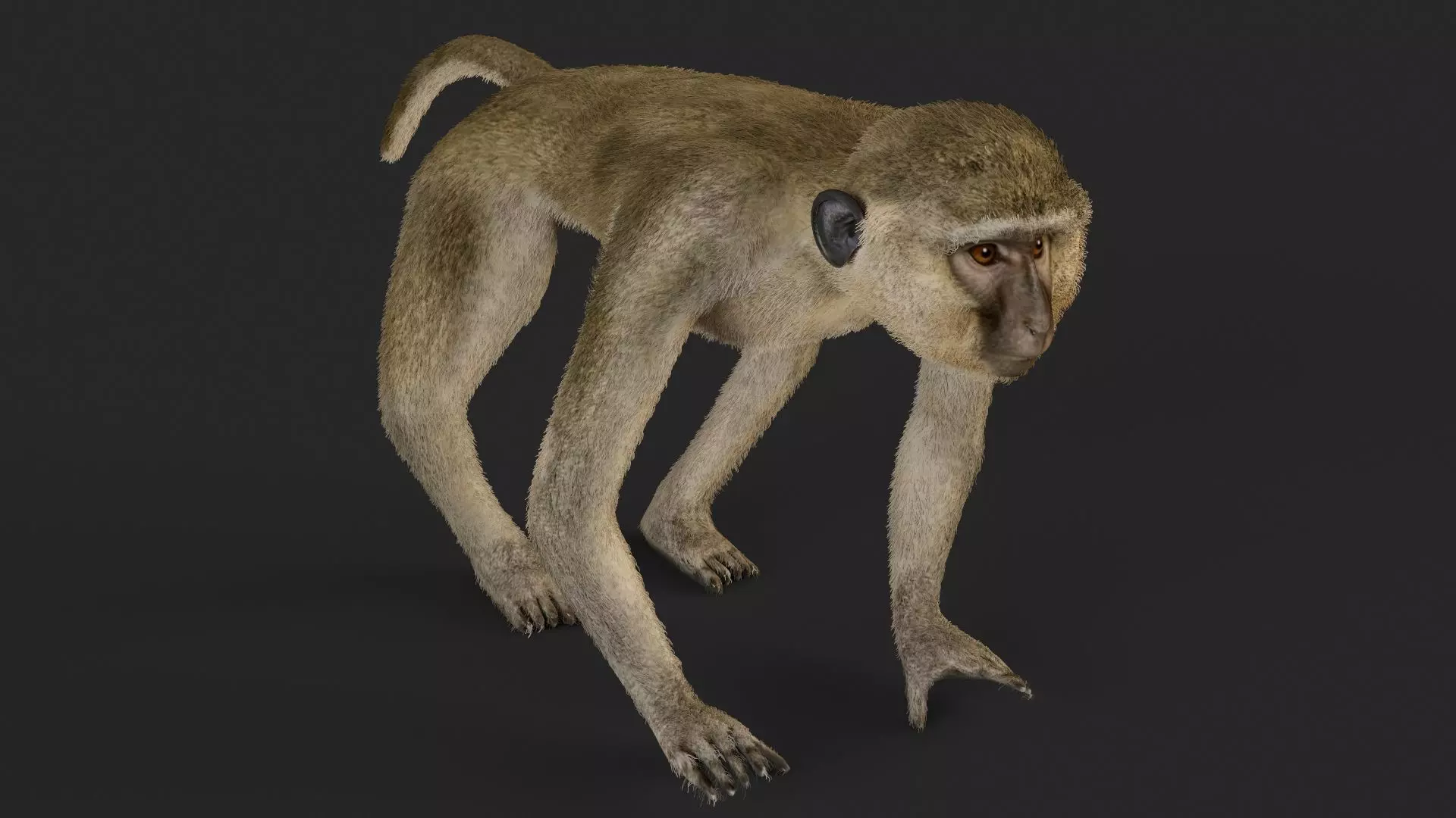 Chlorocebus monkey 3D model_0