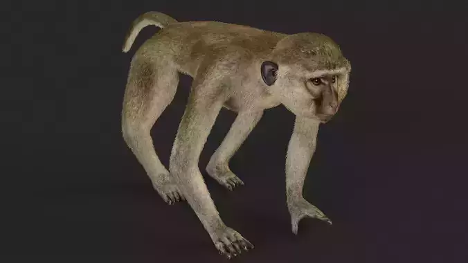 Chlorocebus monkey