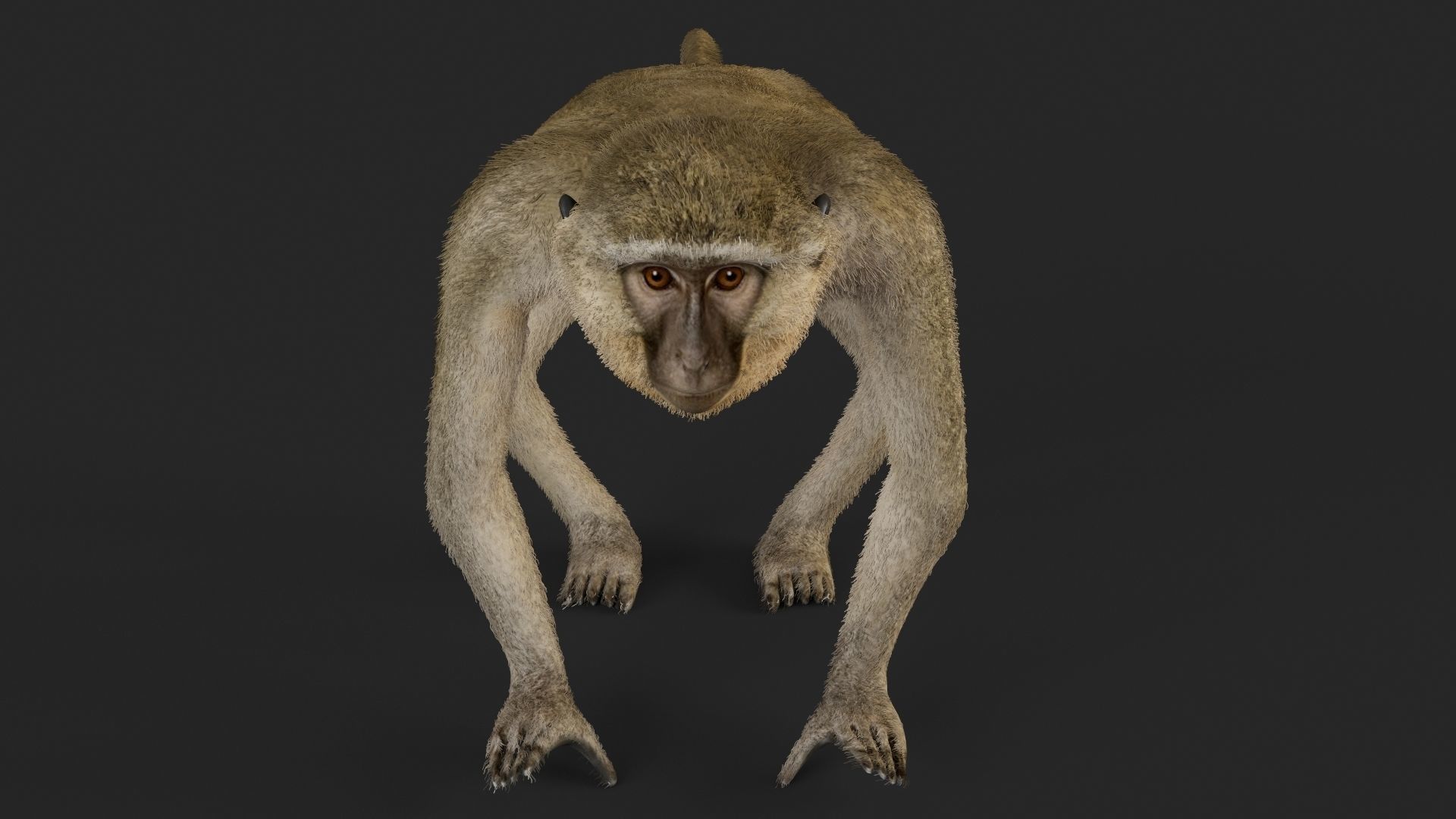 Chlorocebus monkey 3D model_2