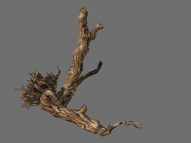 Populus euphratica-poplar-special tree 20 3D model