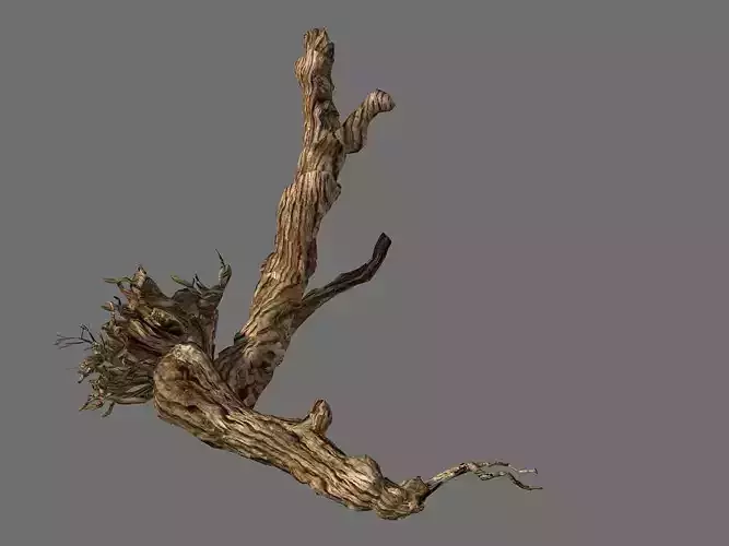 Populus euphratica-poplar-special tree 20 3D model
