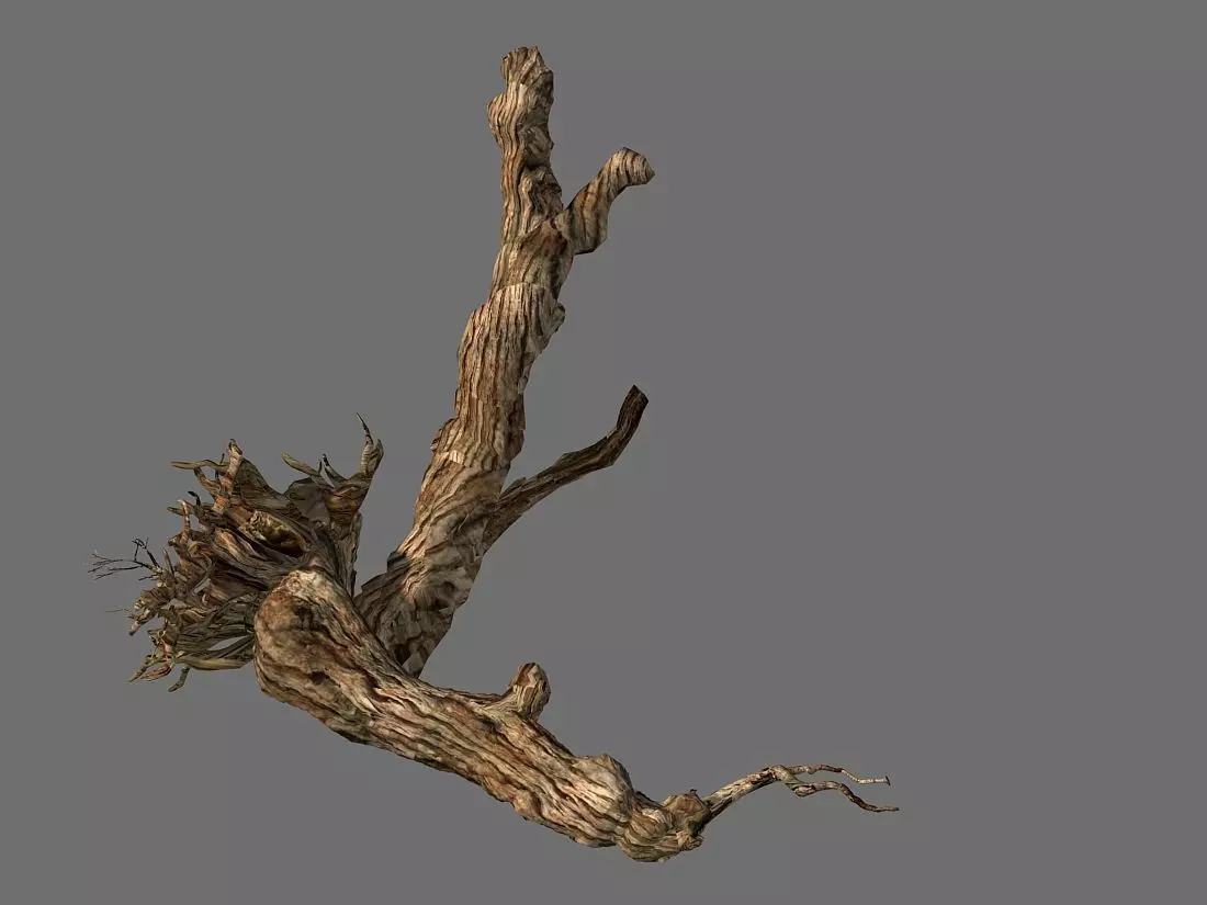 Populus euphratica-poplar-special tree 20 3D model_0