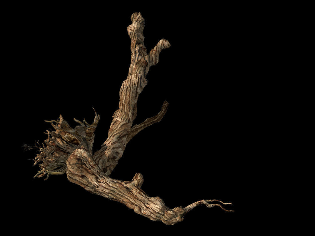 Populus euphratica-poplar-special tree 20 3D model_1