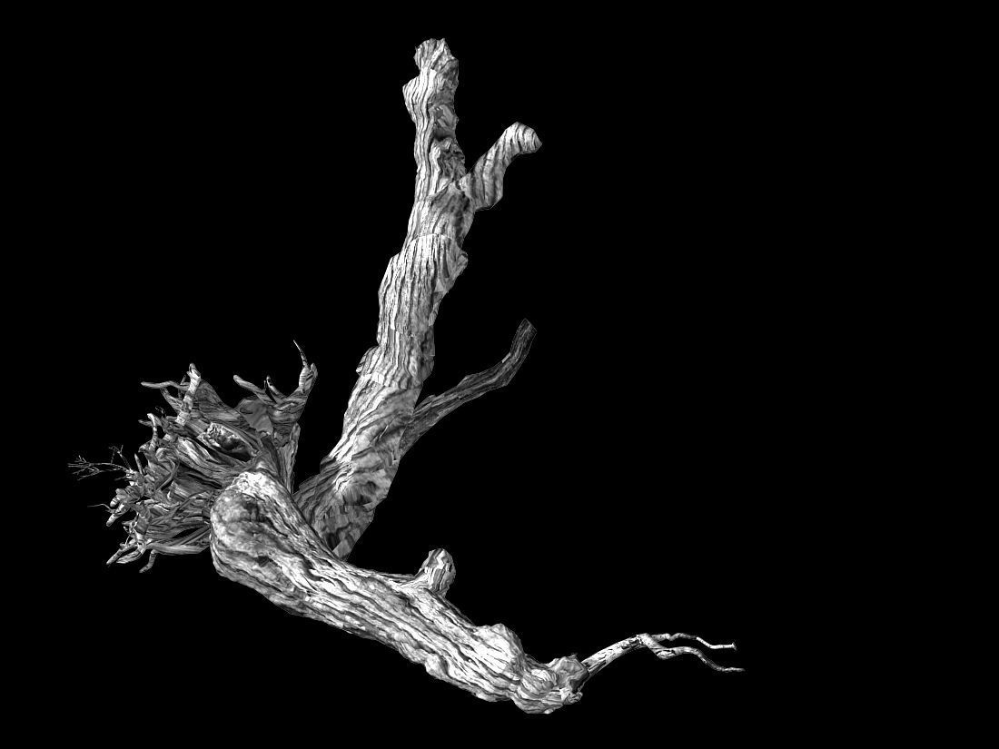 Populus euphratica-poplar-special tree 20 3D model_2