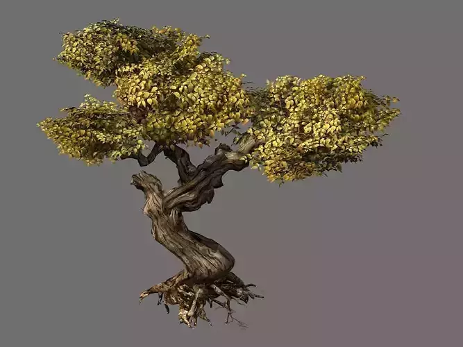 Populus euphratica-poplar-special tree 22