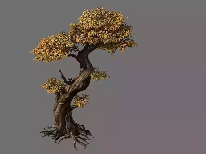 Populus euphratica-poplar-special tree 24