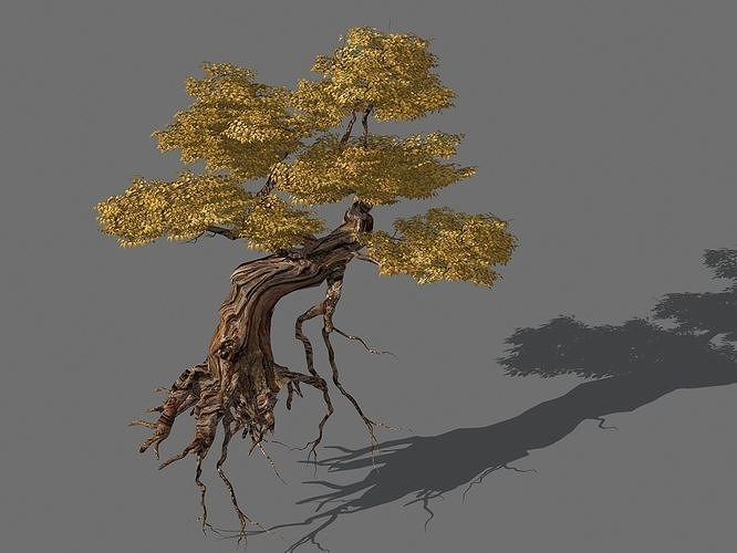 Populus euphratica-poplar-special tree 25 3D model