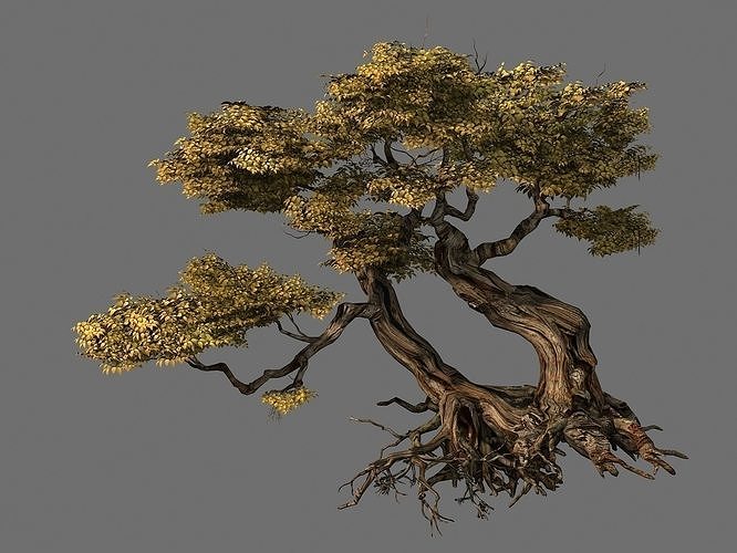 Populus euphratica-poplar-special tree 26 3D model