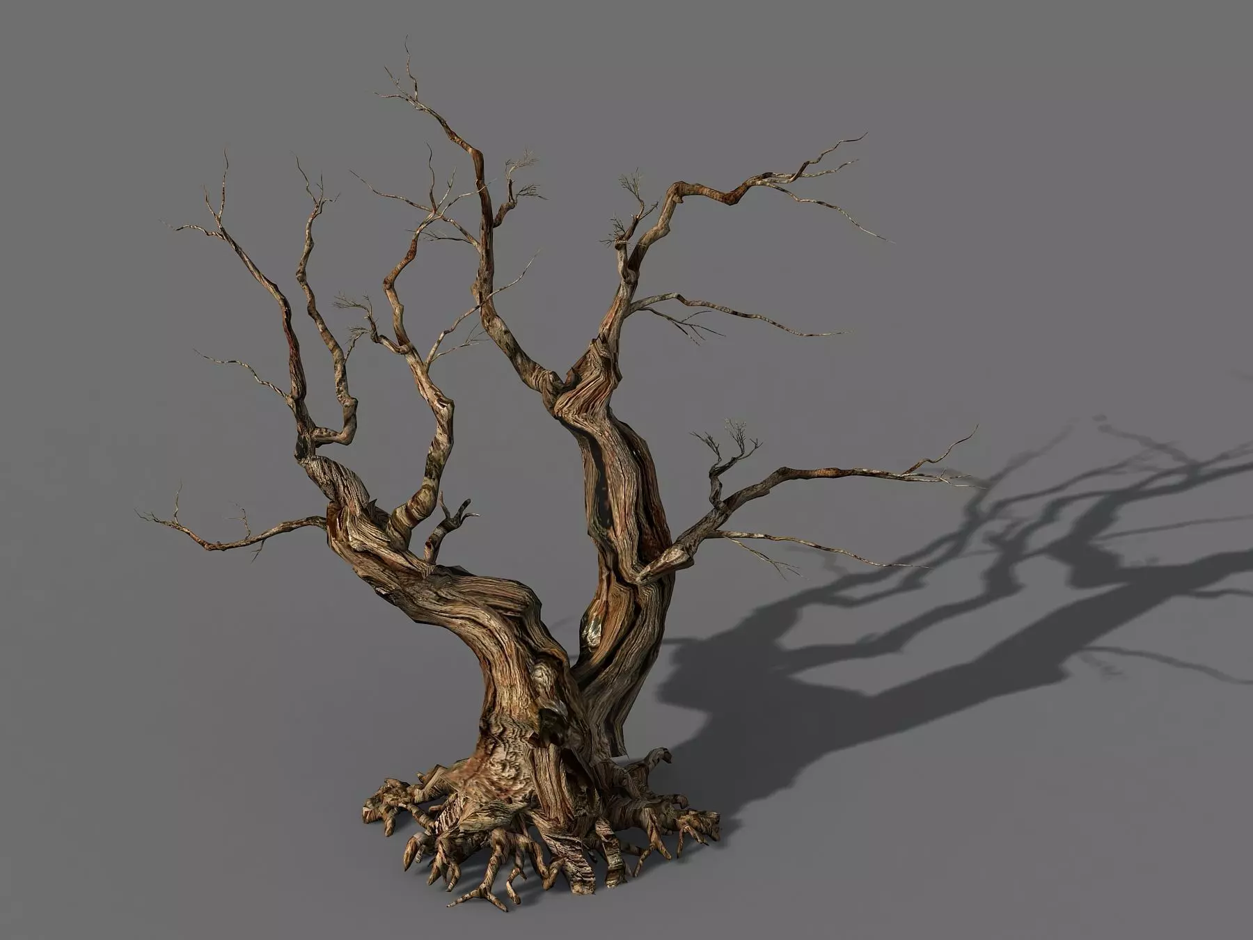 Populus euphratica-poplar-special tree 29 3D model