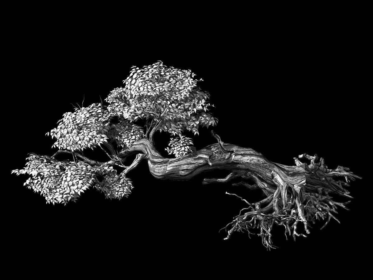 Populus euphratica-poplar-special tree 30 3D model_2